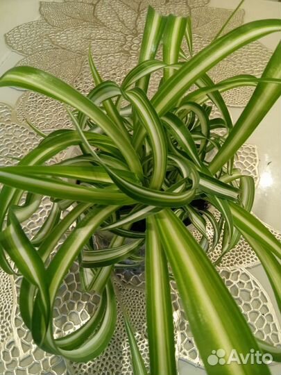 Хлорофитум кудрявый