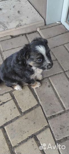 Щенок девочка