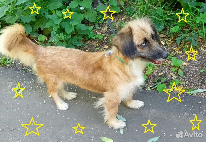 Небольшая собачка Ника