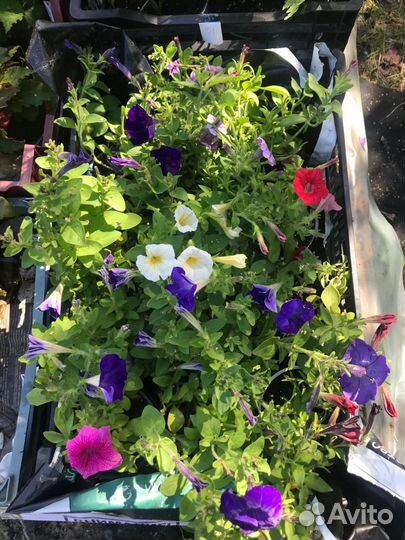 Цветы для дома и сада. Однолетние и многолетние