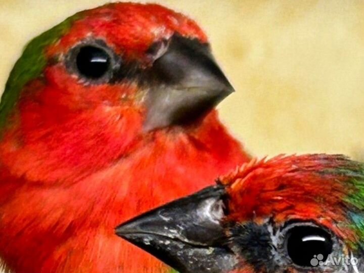 Амадины кпа, опа, тпа