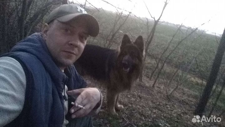 Кабель немецкой овчарки ищет подружку,для вязки