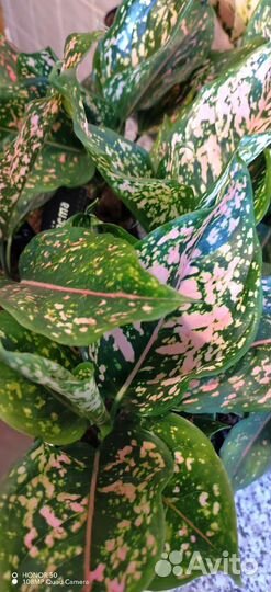 Аглаонема Пинк Леопард