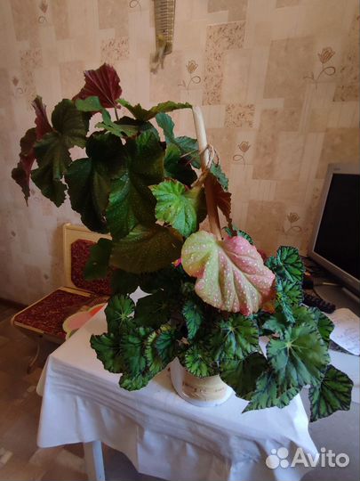 Комнатный цветок