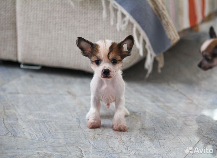 Щенки китайской хохлатой