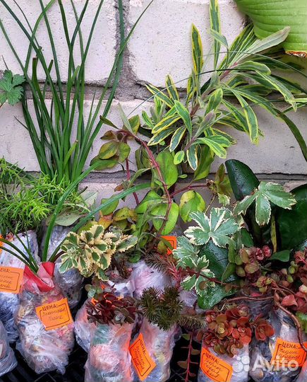 Многолетники садовые, седумы, очитки