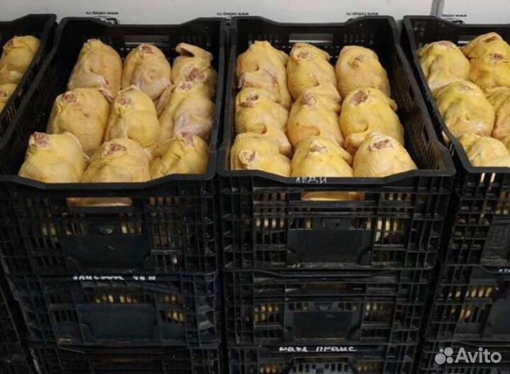 Куры домашние