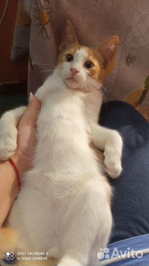 Теплый и рыжий (котенок в добрые руки)