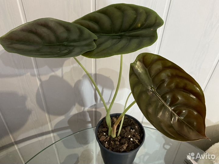 Алооказия Ред сикрет