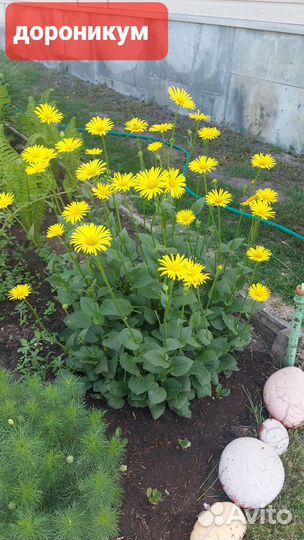 Многолетники для сада цветы