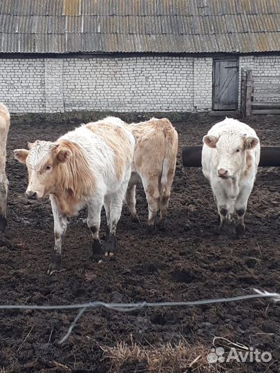 Тёлки сементалы