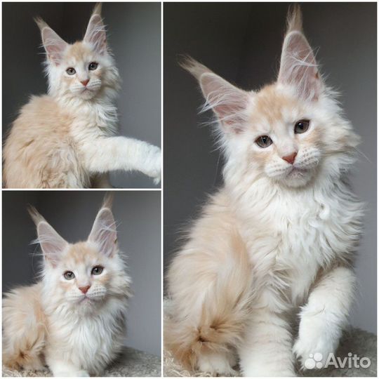 Шикарные котята мейн кун