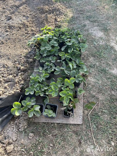 Саженцы клубники, сорт Гигантелла