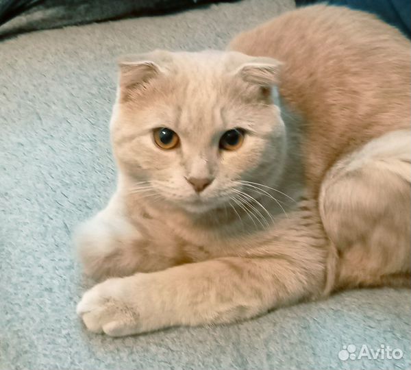 Вязка - вислоухий шотландец (Скотиш фолд)