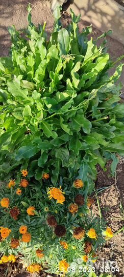 Щавель многолетний