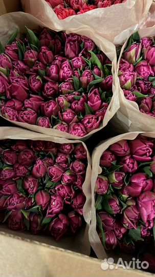 Тюльпаны с юга к 8 марта оптом