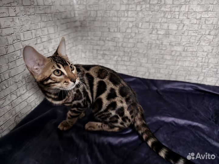 Бенгальские котята девочки