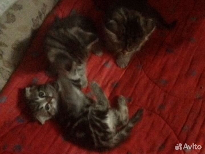 Кошка