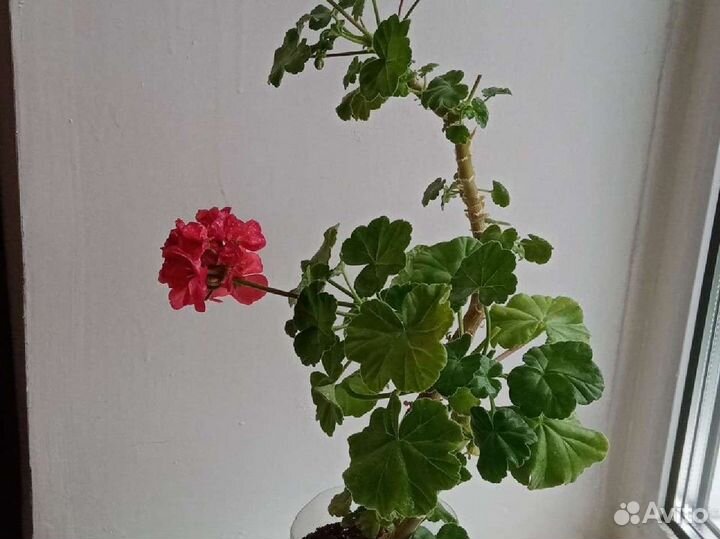 Красная герань