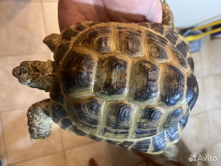 Сухопутная черепаха 7 лет, мальчик
