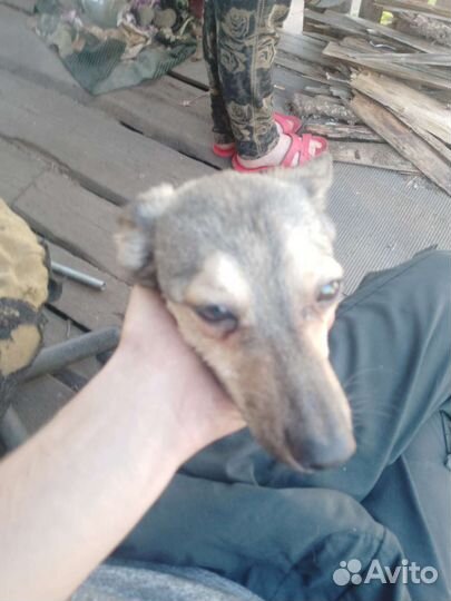 Собаки девачки