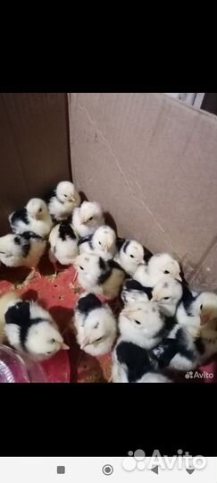 Цыплята суточные