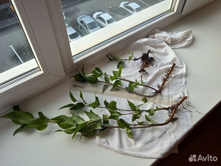 Саженцы сирени махровой малинового цвета