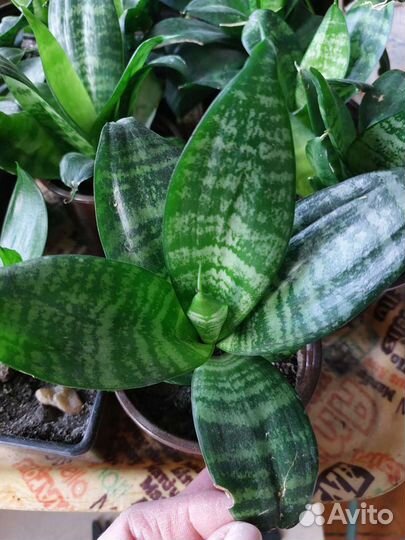 Растения комнатные продам