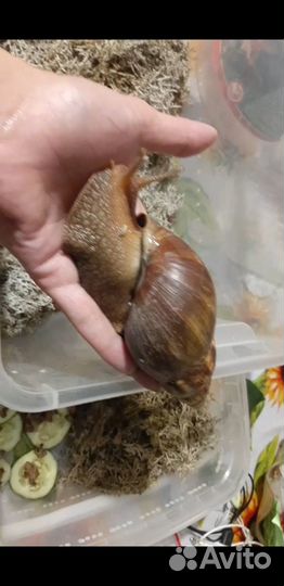 Улитята ахатины