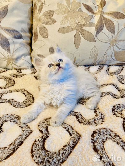 Котята блю тэбби Невские