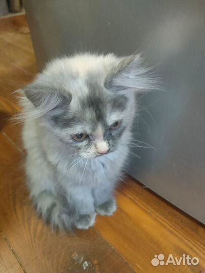 Шотландские вислоухие котята