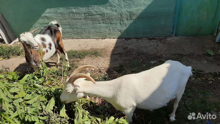 Козы дойные