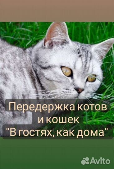 Передержка кошек и котов