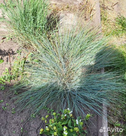 Овсяница ледниковая (Синичка)