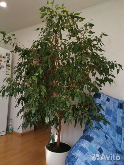 Фикус бенджамина