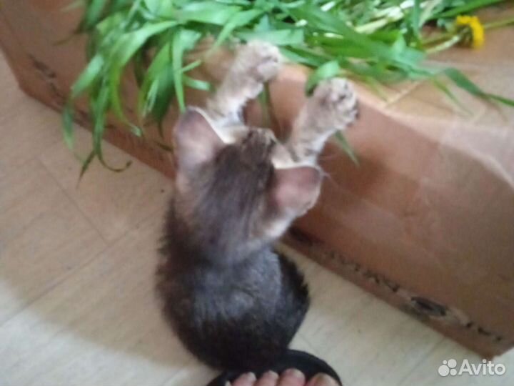 Котёнок девочка