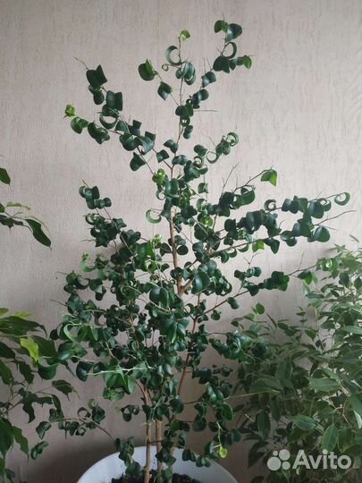 Фикус Бенджамина. Сорт Барок