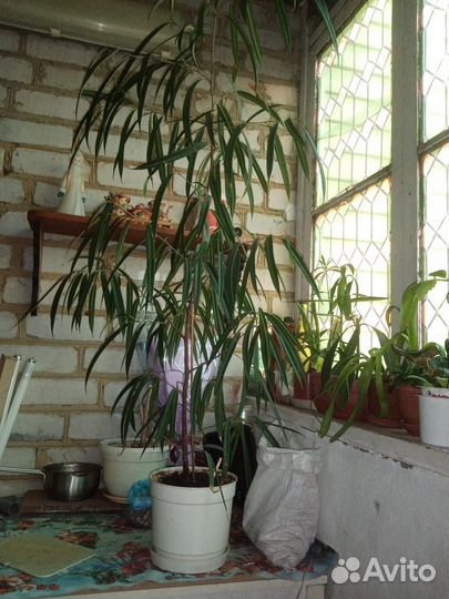 Фикус Али (Биннендийка)