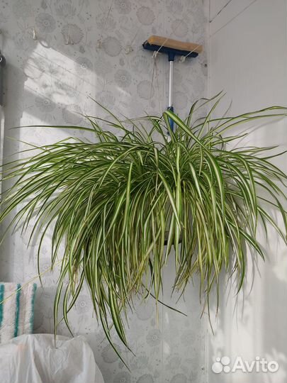 Хлорофитум