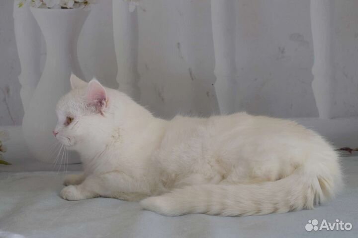 Кошечка в белоснежный шубке