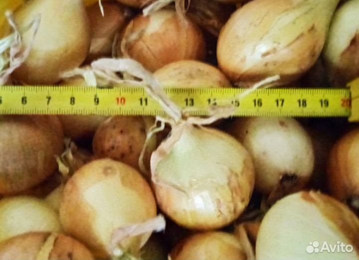 Лук-севок Жёлтый 