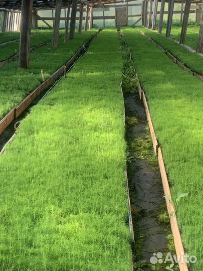 Сеянцы сосны обыкновенной