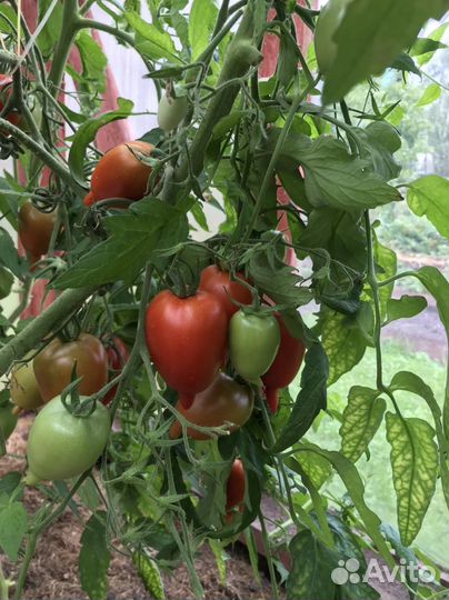 Домашние заготовки