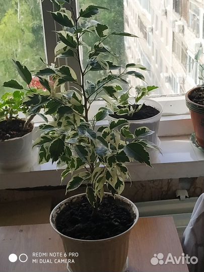 Белый фикус Для дома и офиса