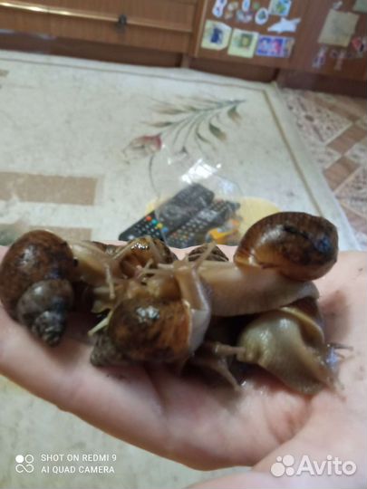 Улитки ахатины бесплатно