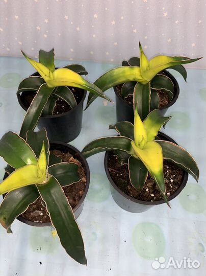 Сансиеверия Звездная Канарейка 12/20см