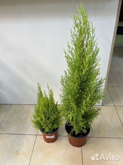 Кипарис Goldcrest Wilma