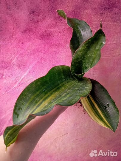 Вариегатная сансевиерия Малави Миднайт