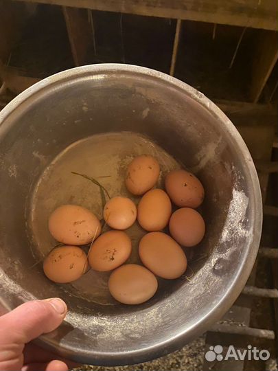 Домашние куриные яйца