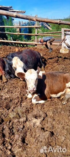 Корова с теленком бычок